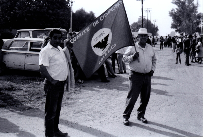 Una huelga de Trabajadores Agrícolas Unidos. / A United Farm Workers strike.